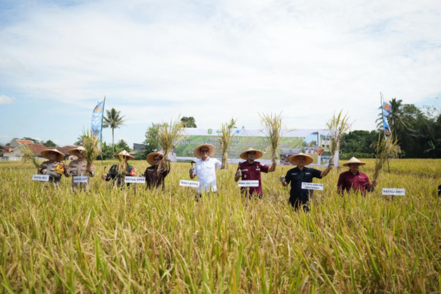 Kota Sukabumi Siap Menjadi Lumbung Benih Nasional, Wali Kota Resmikan Panen Raya Benih Padi Sintanur
