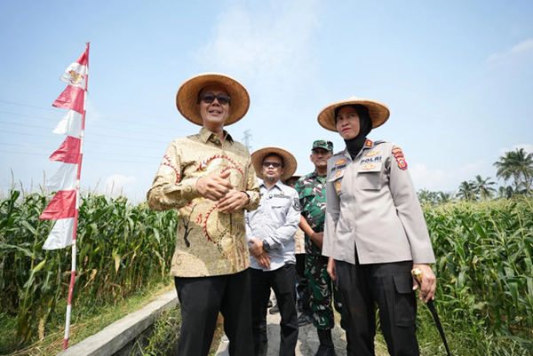 Panen Raya Jagung Serentak, Wujud Komitmen Kota Sukabumi Dukung Swasembada Pangan 2025
